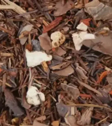 Rooibos Chocolate Kiss 