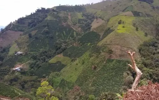 Almeisan AFcH Colombia Huila - Single Origin Specialty Coffee